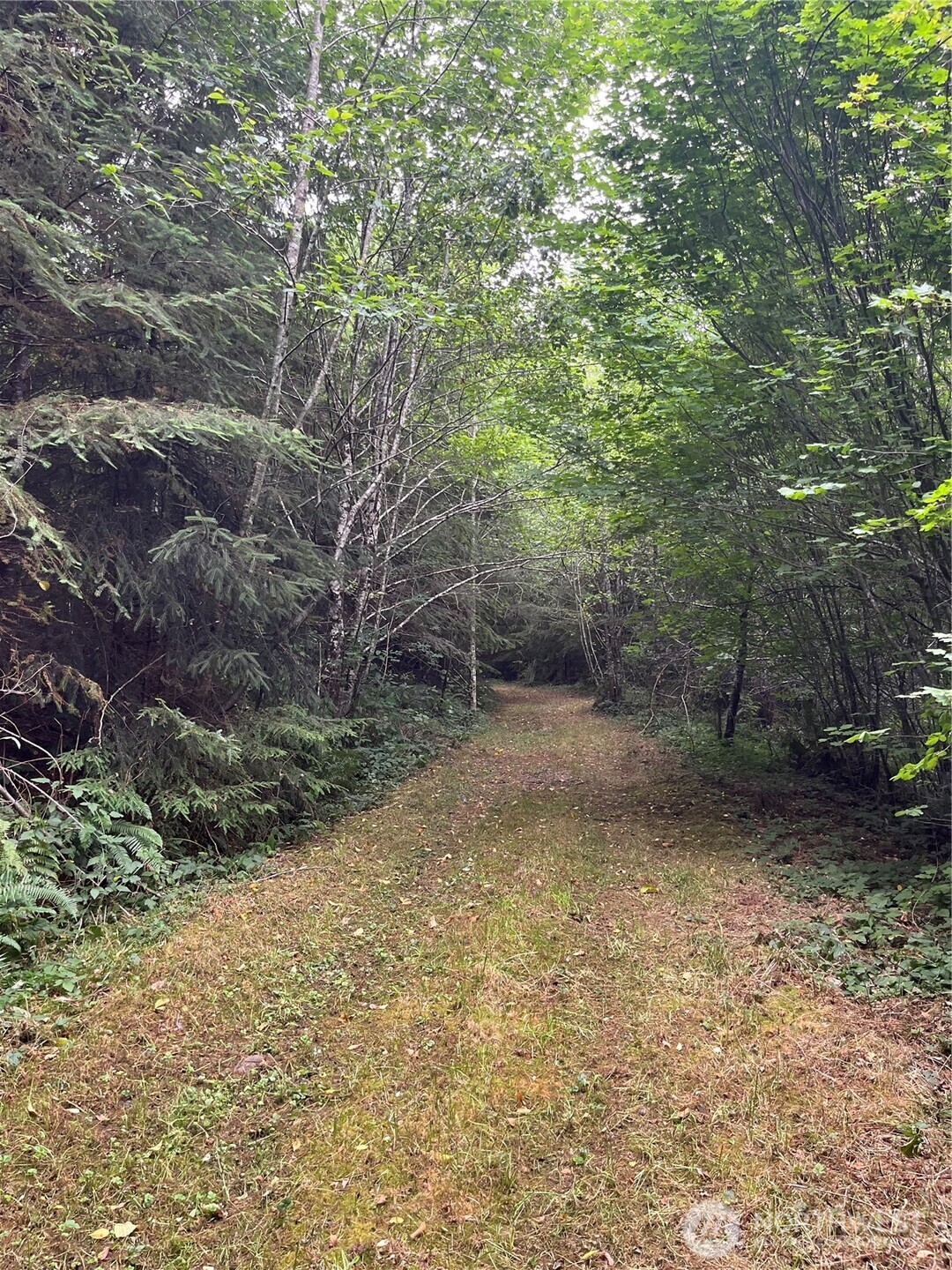 0 Cougar Smith Road Montesano, WA 98563 - Photo 9 of 16 a view of a yard with a tree