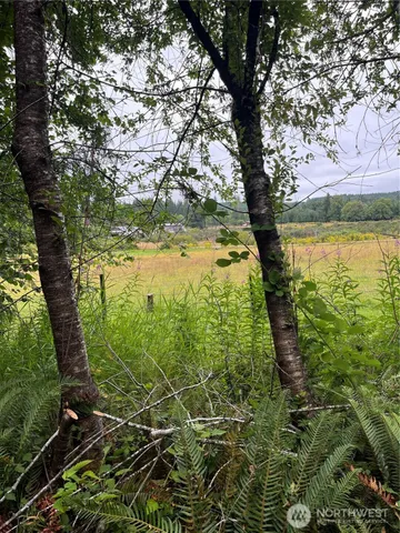 a view of a yard with plants and a tree