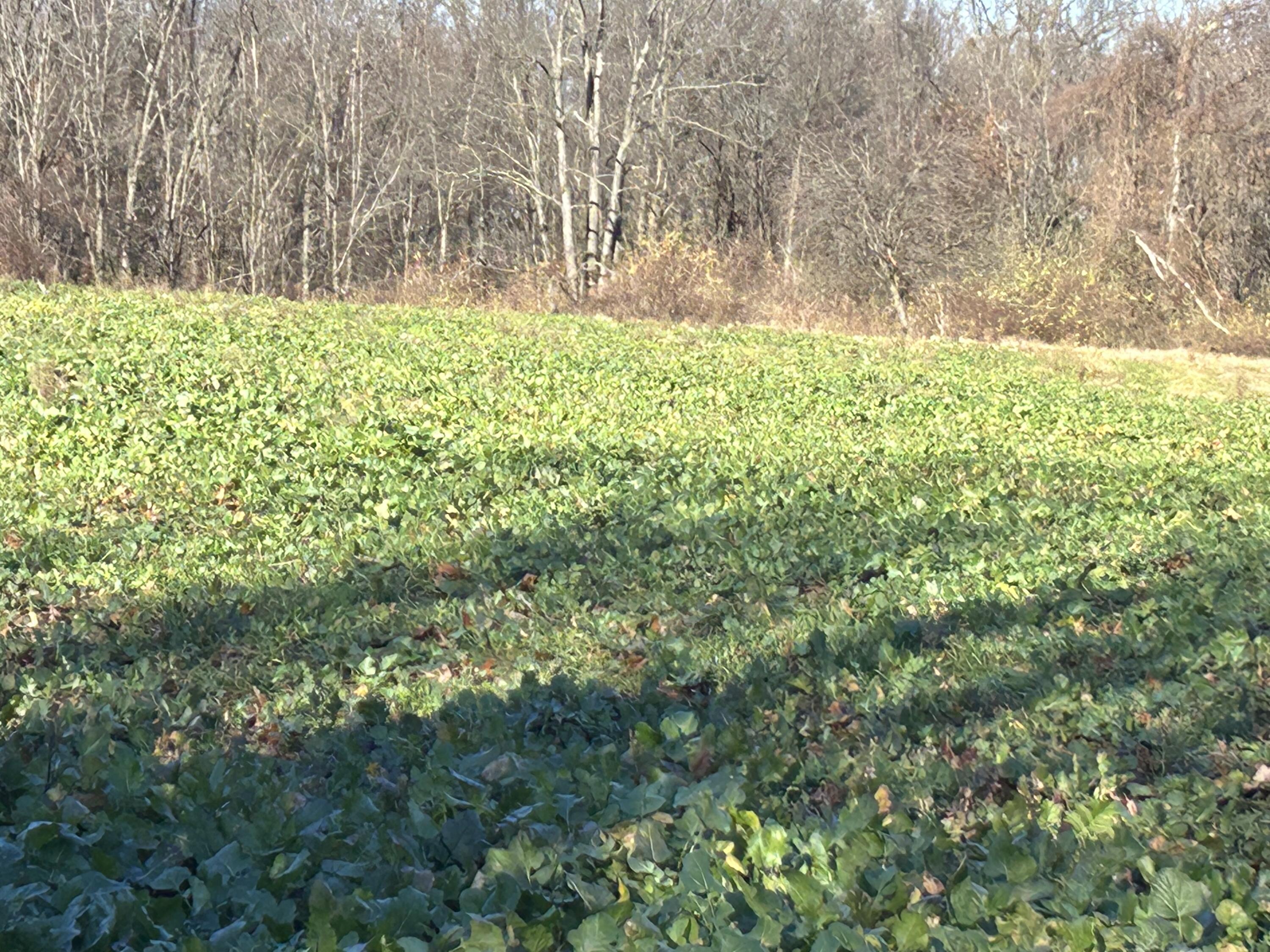 0 McCain Road Spring Arbor, MI 49283 - Photo 5 of 14 2CB1A414-5B6F-4CFA-8D90-C105F806735A