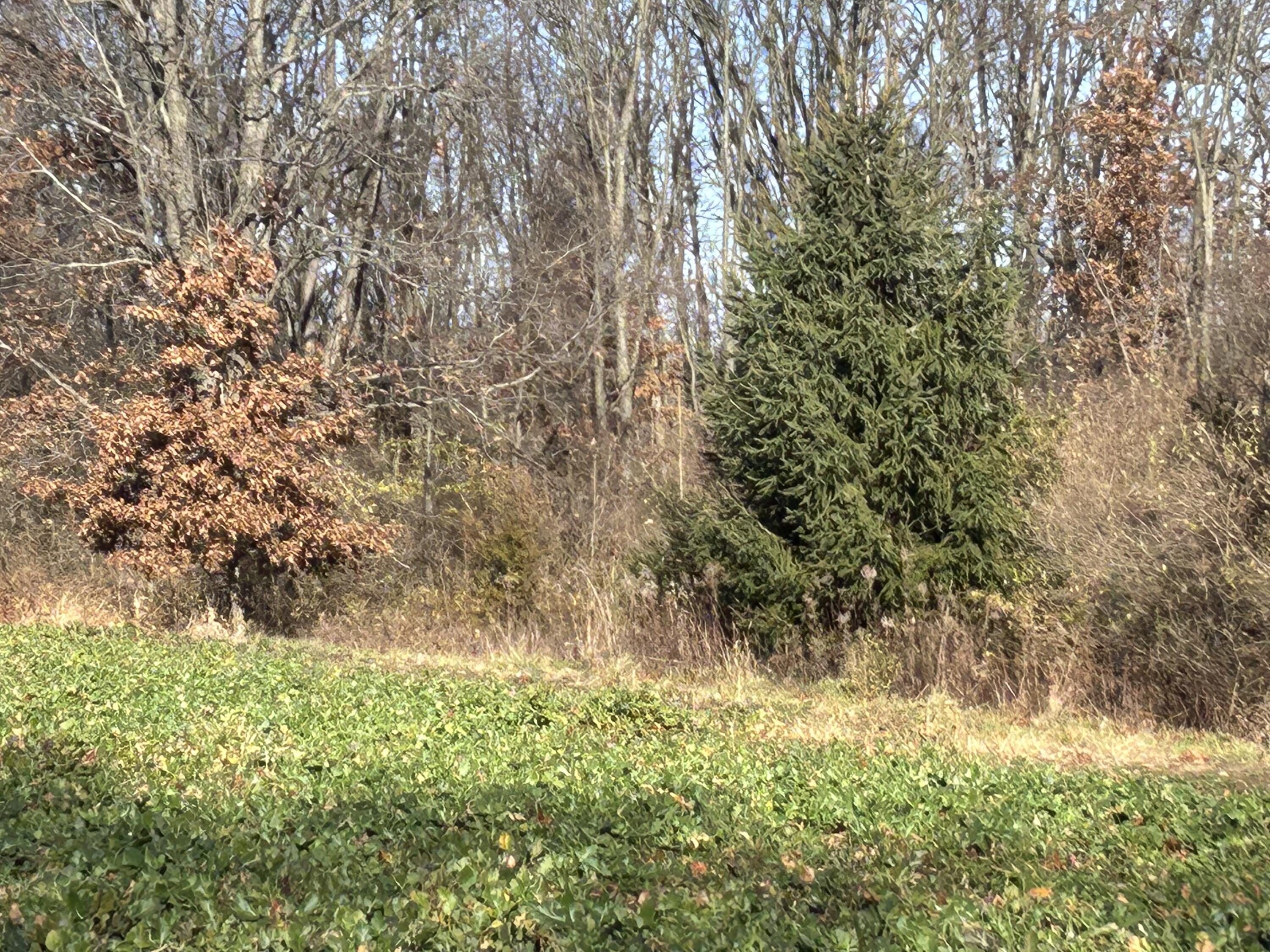0 McCain Road Spring Arbor, MI 49283 - Photo 6 of 14 967F8D78-CAF0-4CED-B65F-AA602B9A5708
