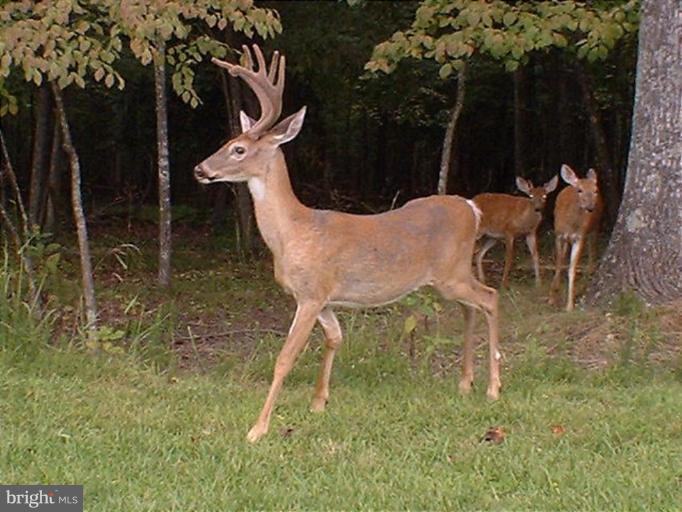 9829 Fox Road Frederick, MD 21702 - Photo 19 of 20 These like to visit the salt lick!