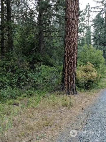 a view of a forest with trees in the background