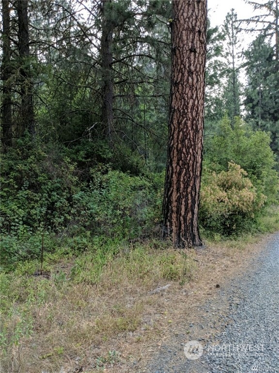 a view of a forest with trees in the background