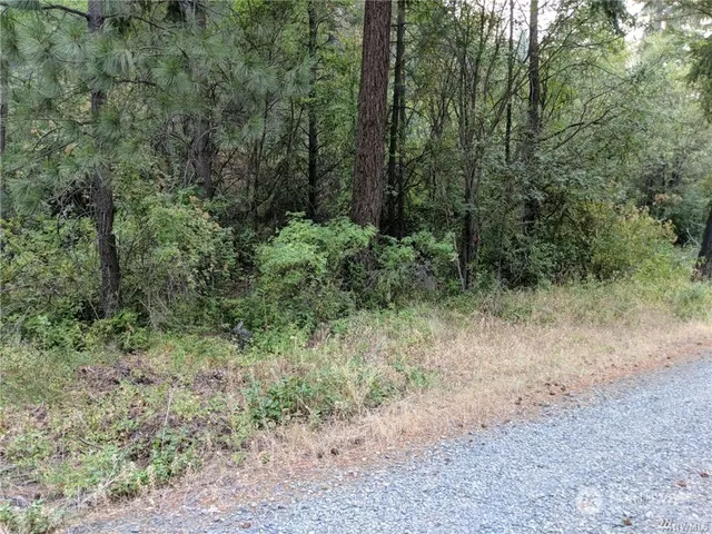 a view of a forest with trees in the background