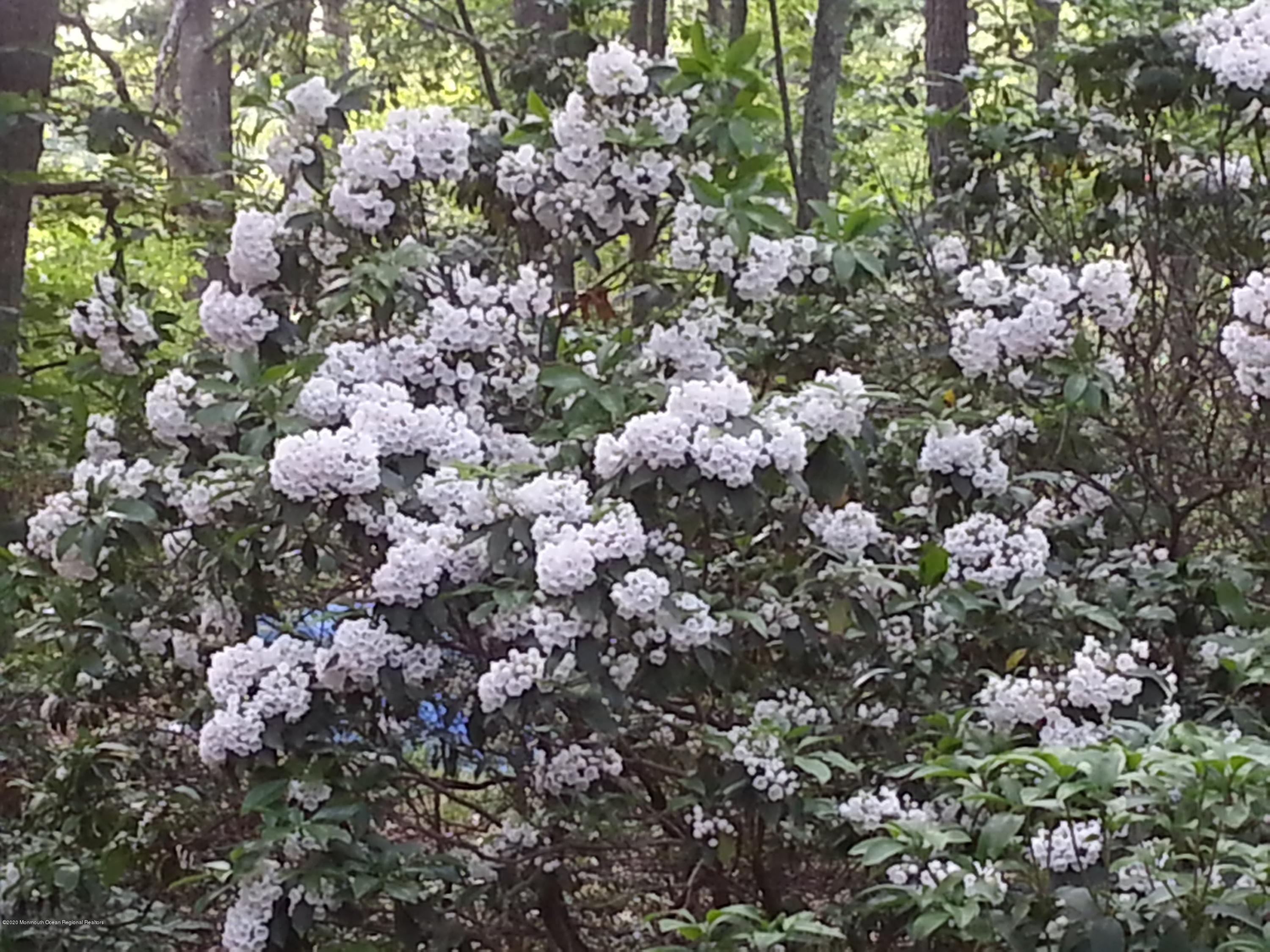 202 Tyrpak Road Howell, NJ 07731 - Photo 30 of 31 MOUNTAIN LAUREL