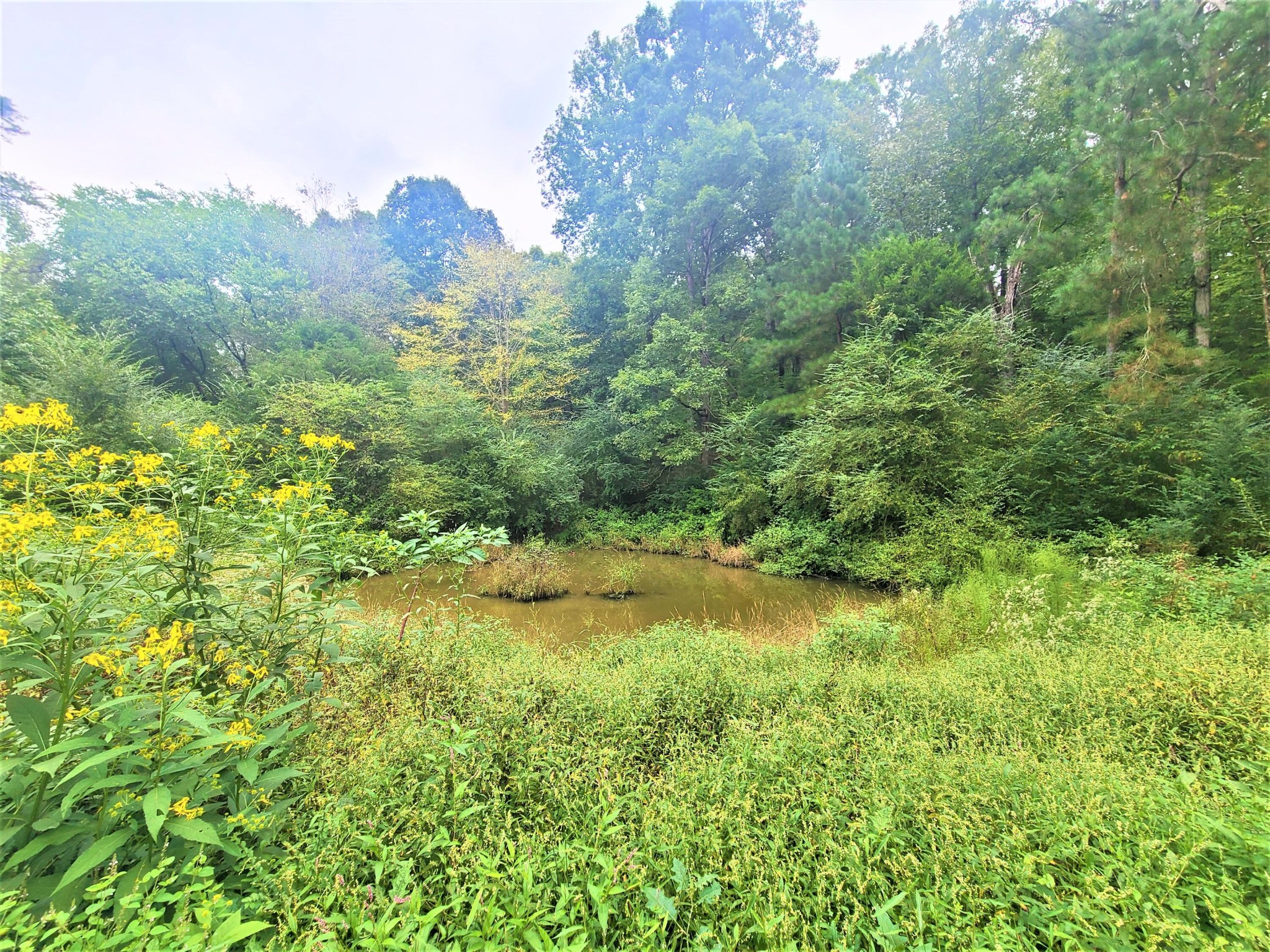 0 Co Road Athens, TN 37303 - Photo 4 of 12
