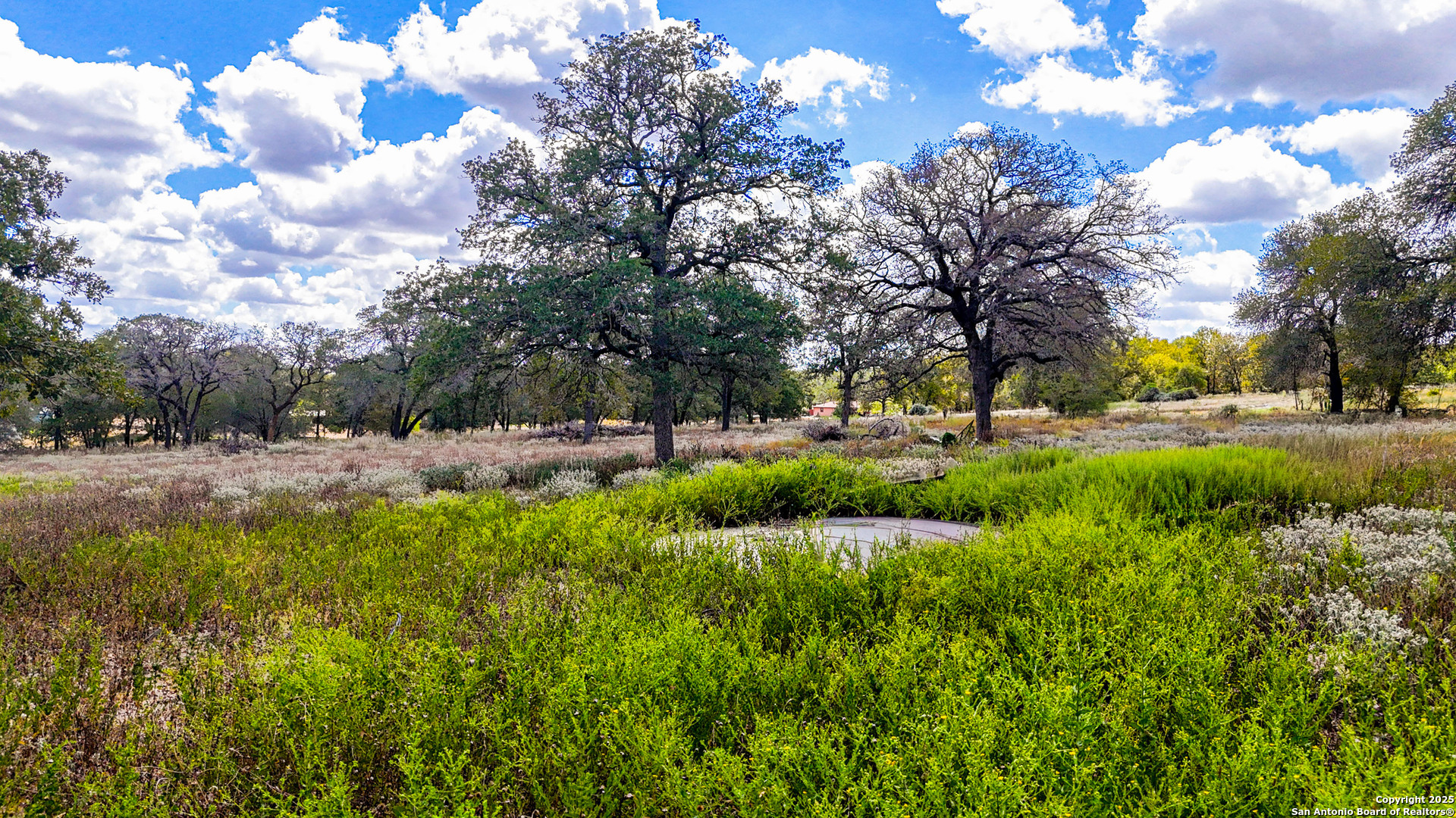 a view of garden with trees