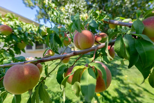 $499,947 | 707-36 36 3/10 Road, Palisade, CO 81526