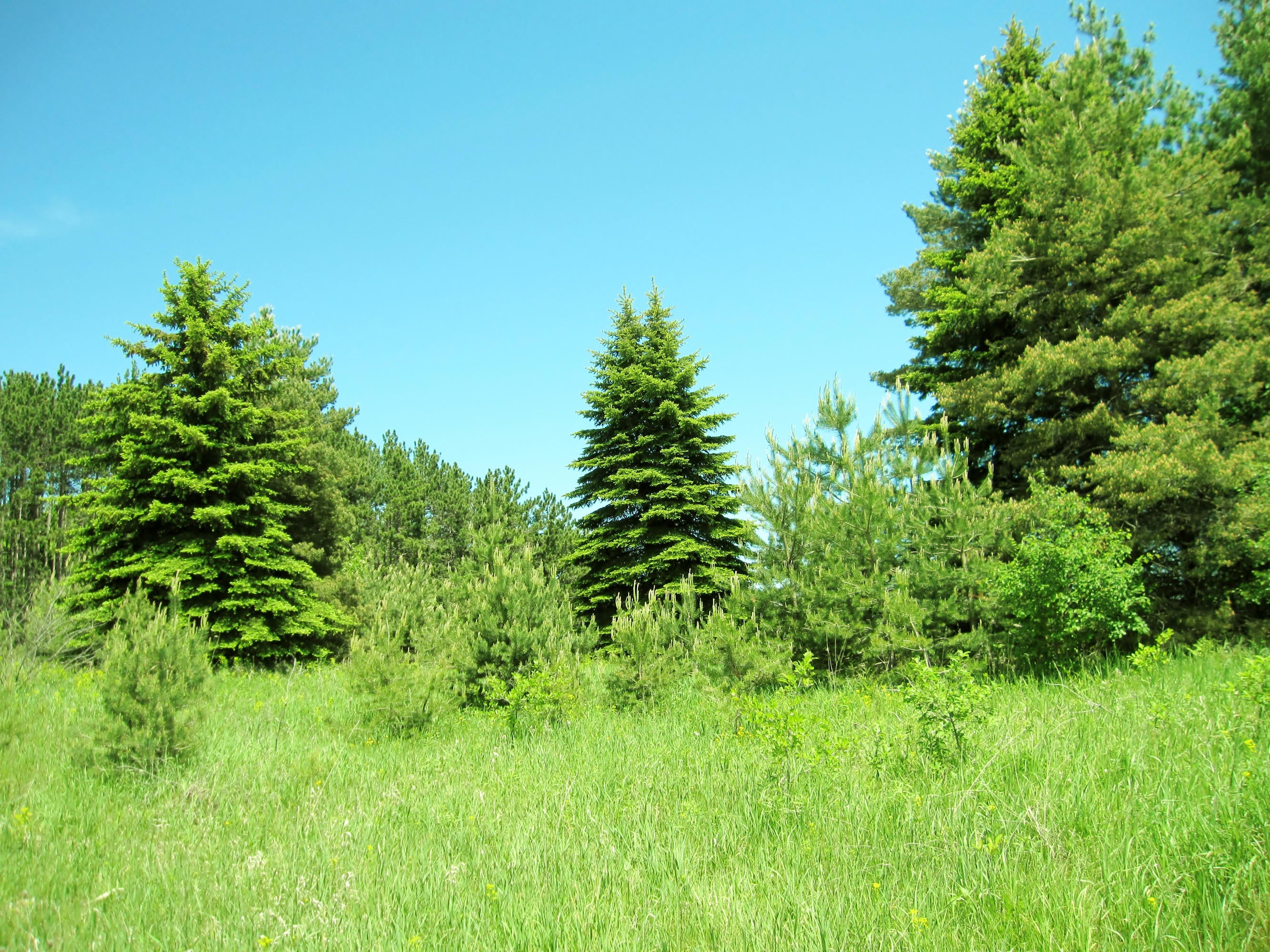 Kosiara Road Gaylord, MI 49735 - Photo 5 of 15 Gallery Image 5