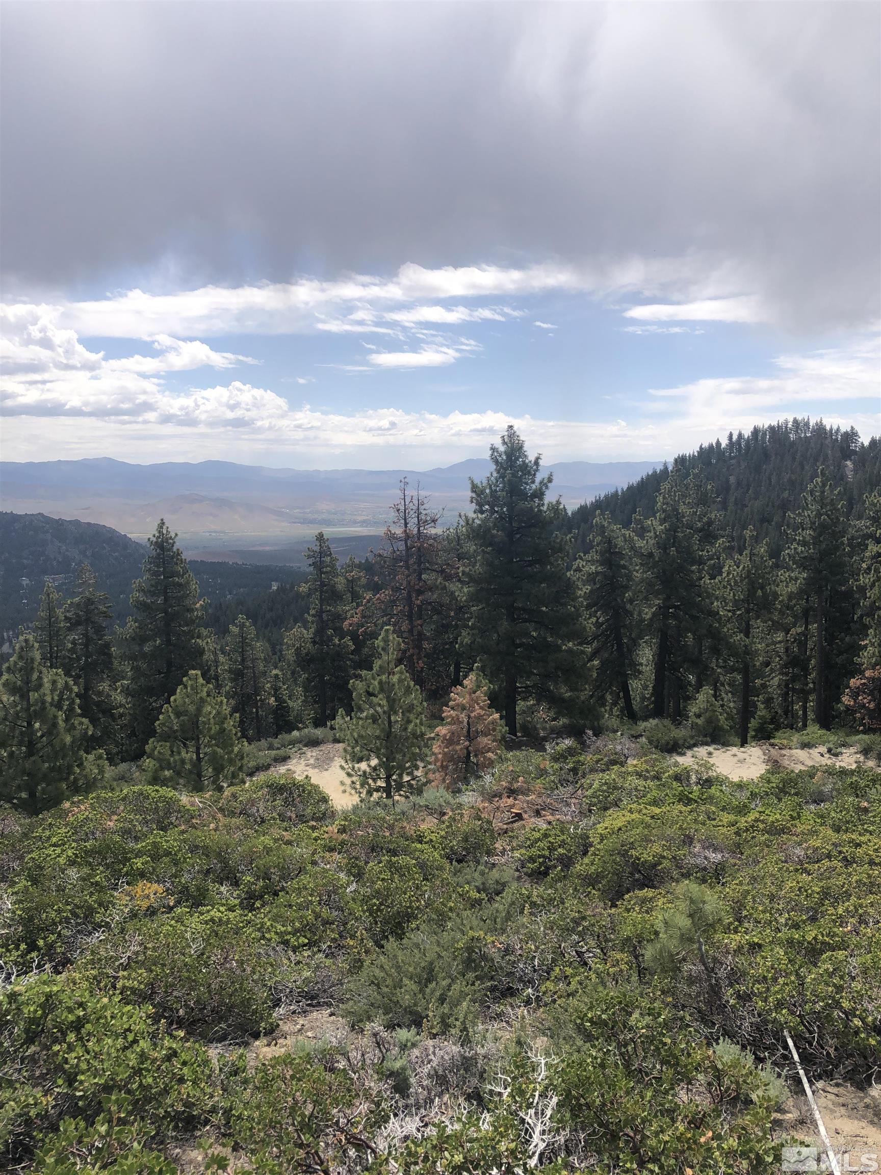 3735 Highway 50 Glenbrook, NV 89413 - Photo 3 of 11 a view of a yard with an trees