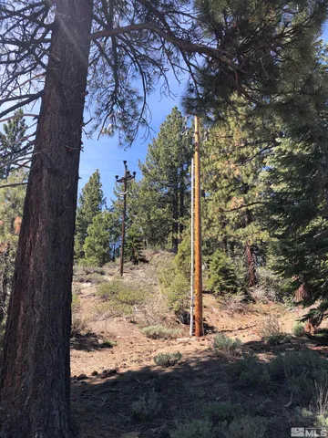 a view of a yard with large tree