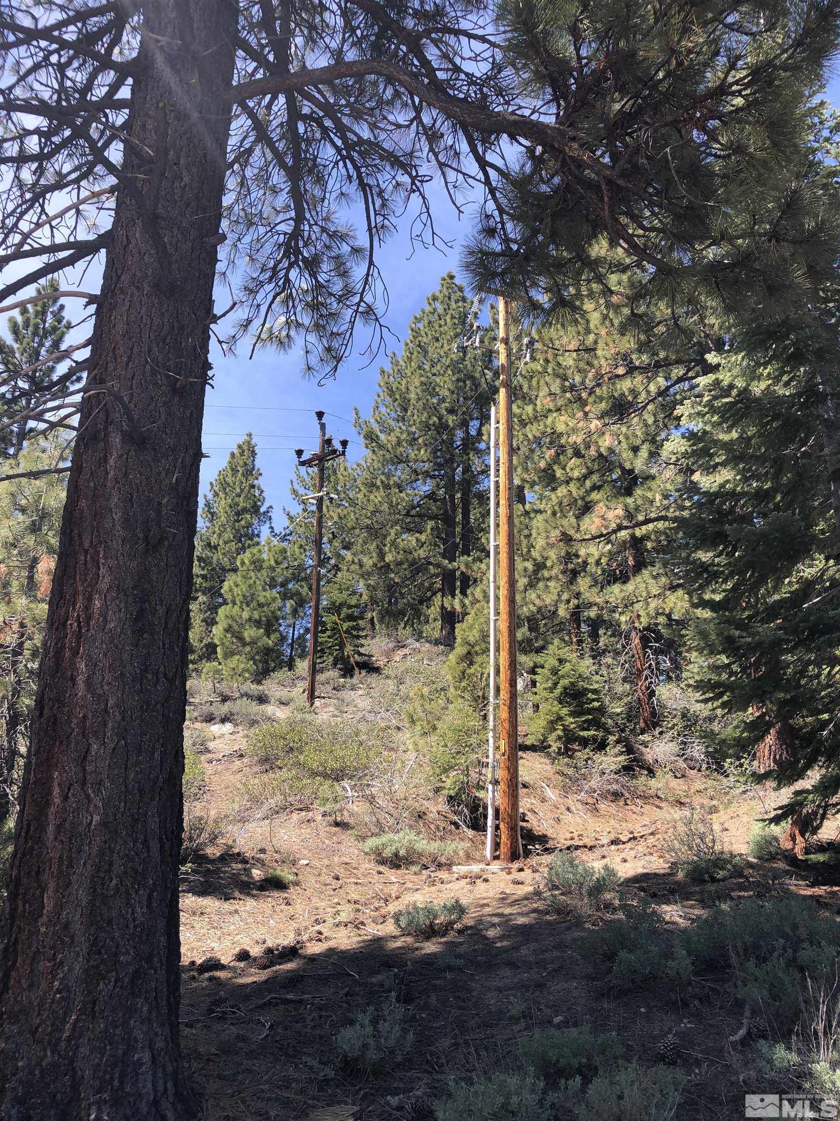 3735 Highway 50 Glenbrook, NV 89413 - Photo 5 of 11 a view of a yard with large tree