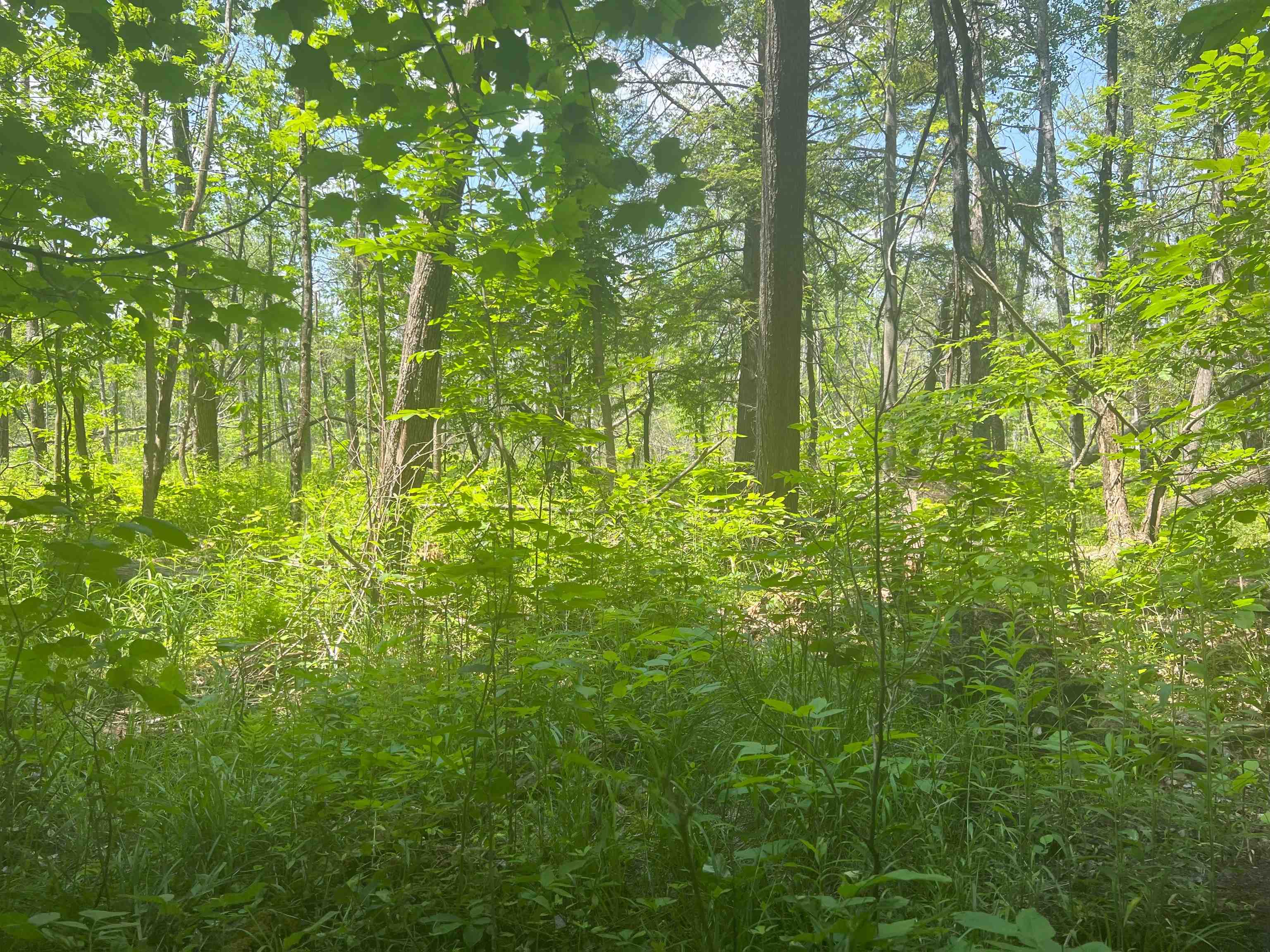 80-acres Traverse Road Thompsonville, MI 49683 - Photo 6 of 10 Gallery Image 6