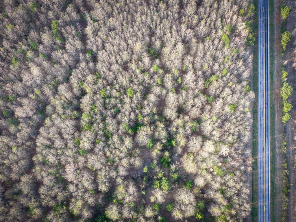 990 St Simms Tx 75574 Simms, TX 75574 - Photo 13 of 21 a close up of a tree