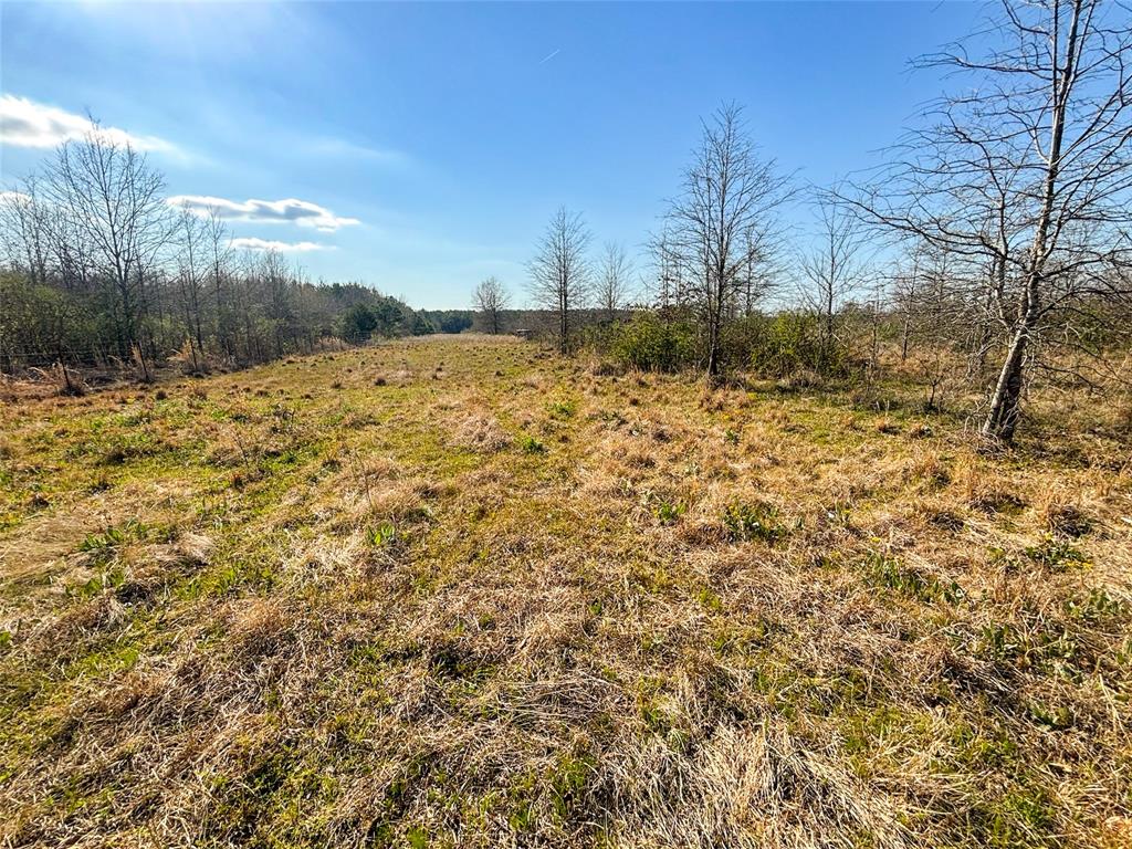 990 St Simms Tx 75574 Simms, TX 75574 - Photo 17 of 21 a view of a yard with trees