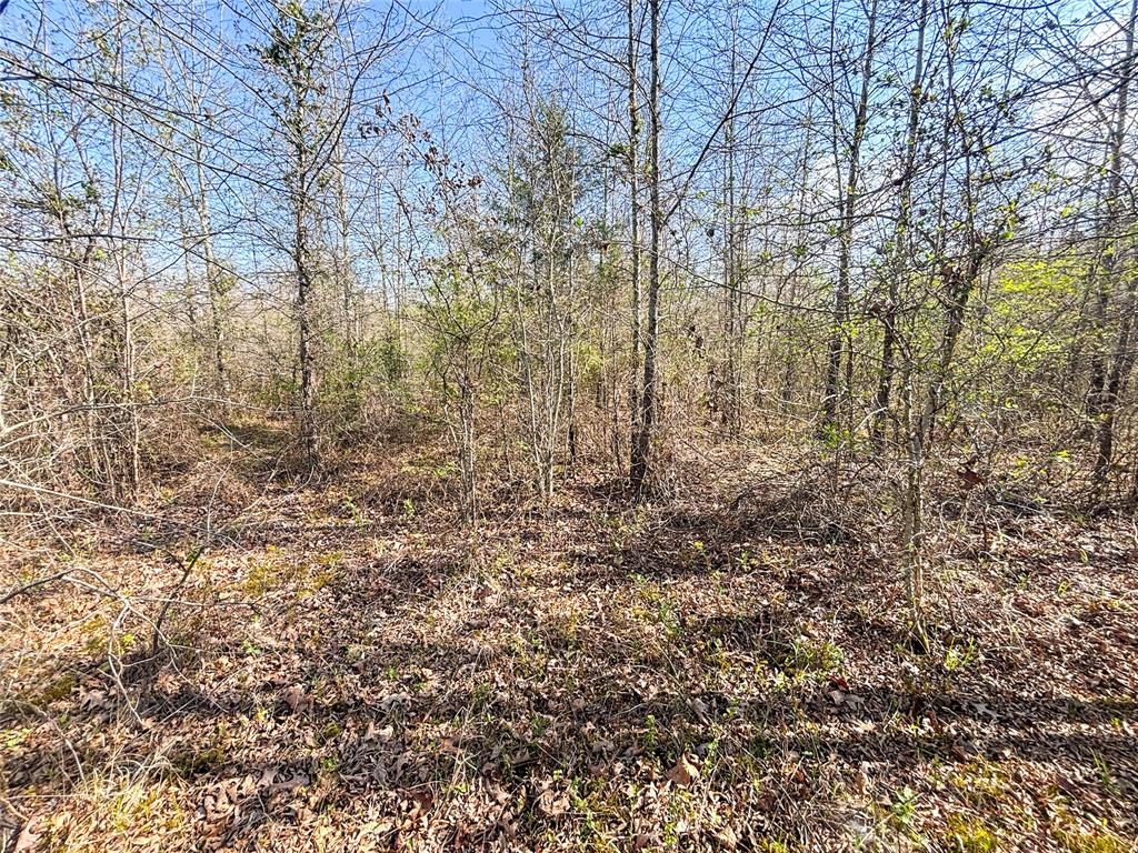 990 St Simms Tx 75574 Simms, TX 75574 - Photo 18 of 21 a view of a yard with trees