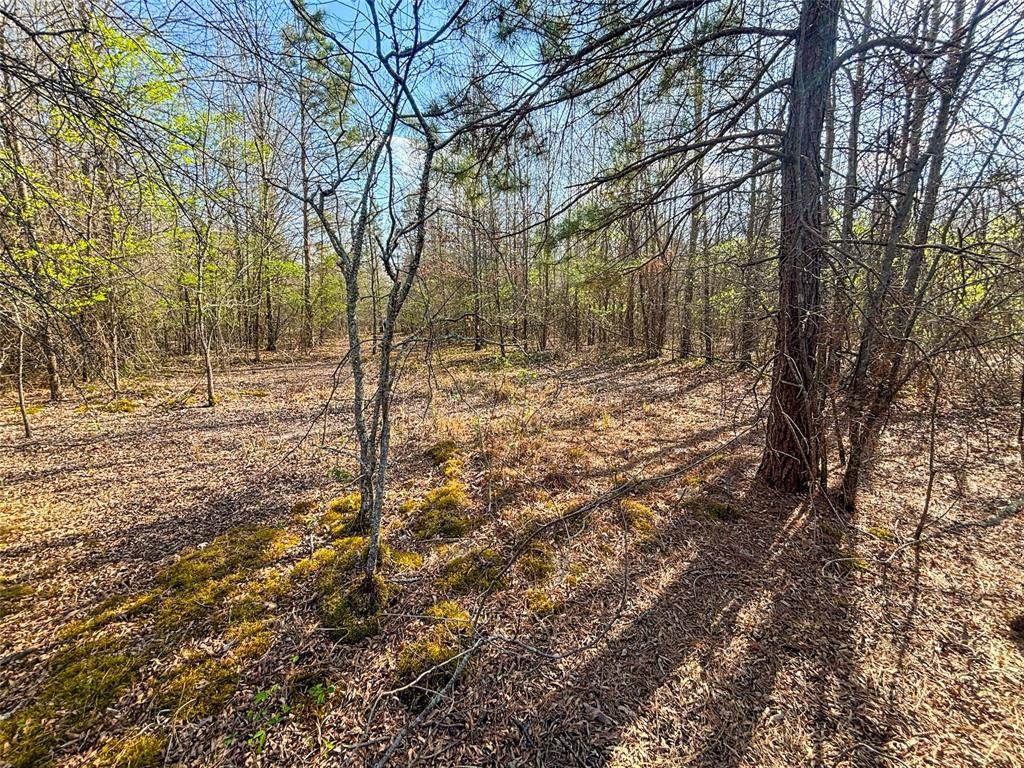 990 St Simms Tx 75574 Simms, TX 75574 - Photo 19 of 21 a view of a yard with trees