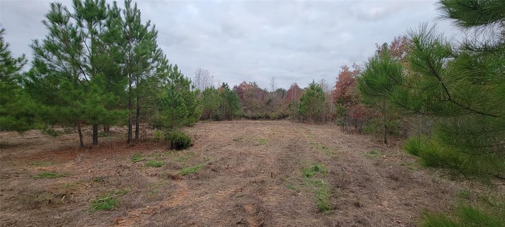 0 Jewell Gooch Road Marshall, TX 75670 - Photo 11 of 13 a view of a forest with trees in the background