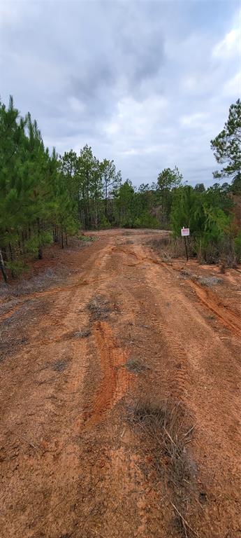 0 Jewell Gooch Road Marshall, TX 75670 - Photo 8 of 13 a view of a big yard with plants and large trees