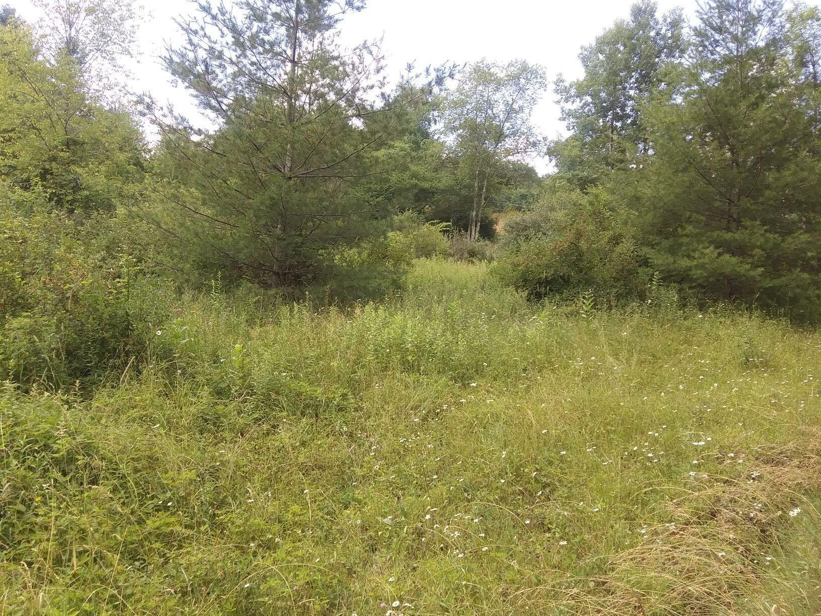 465 Joe Rexrode Road Arbovale, WV 24915 - Photo 4 of 9 Gallery Image 4