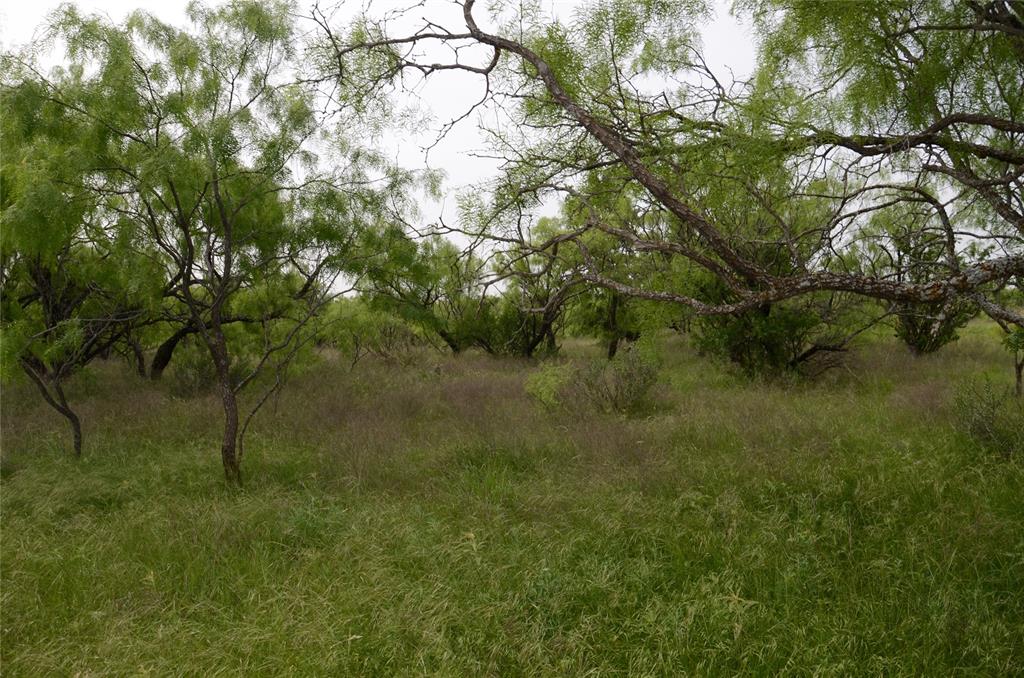 a view of a lush green forest