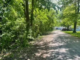 a view of a yard with plants and trees