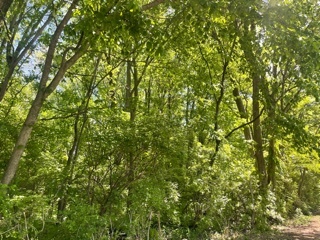 0 North Pond Street Braidwood, IL 60408 - Photo 4 of 5 a view of a lush green field