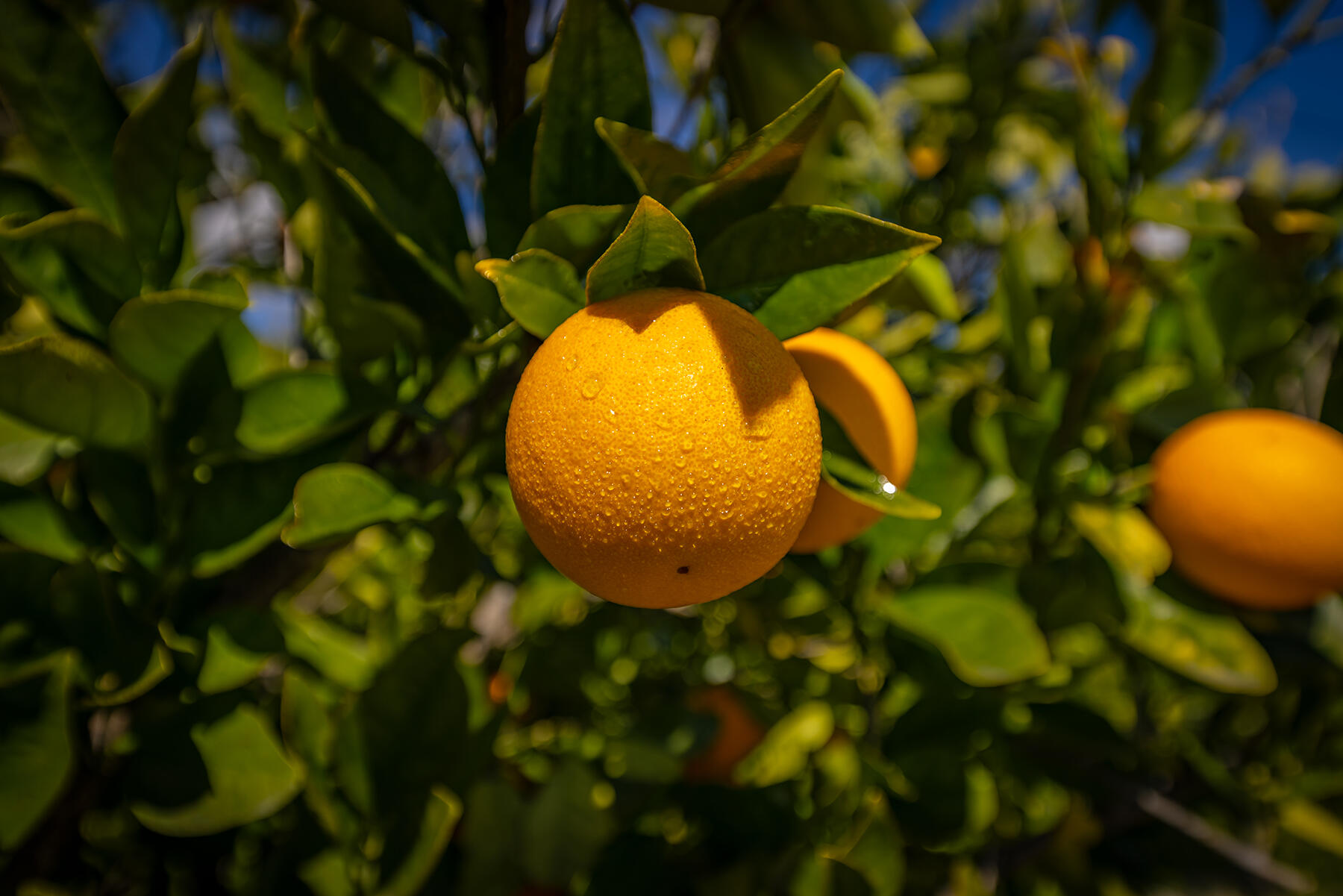 630 Los Alamos Drive Ojai, CA 93023 - Photo 20 of 24 630 Los Alamos_20