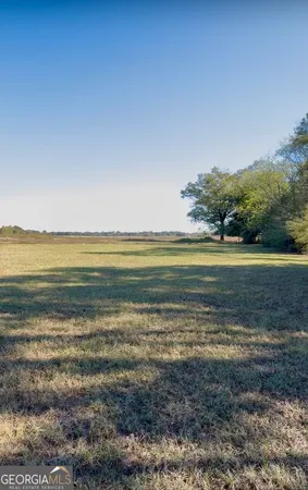 a view of a forest with trees in the background