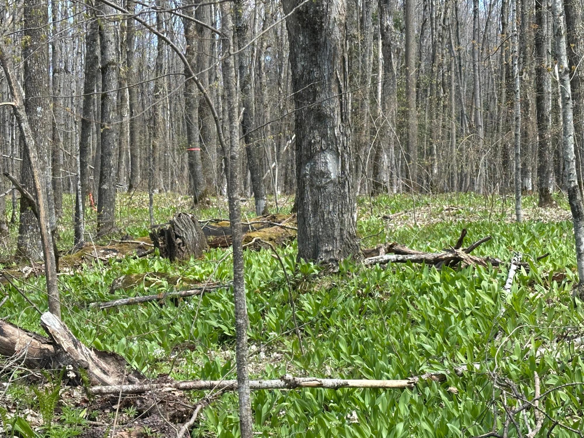 Lot 3 Shore Road Ewen, MI 49925 - Photo 5 of 11 Gallery Image 5