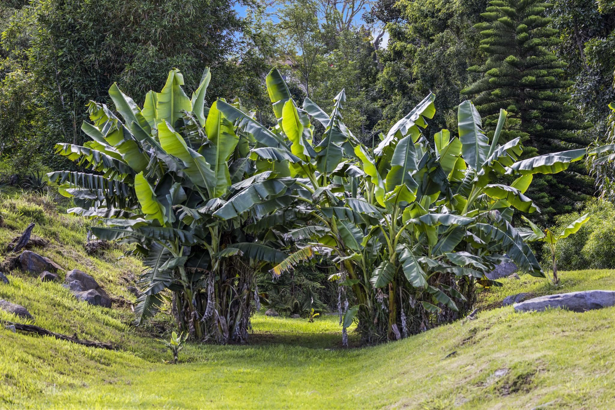 75 Ainakula Road, Unit A Kula, HI 96790 - Photo 29 of 45 a view of a yard