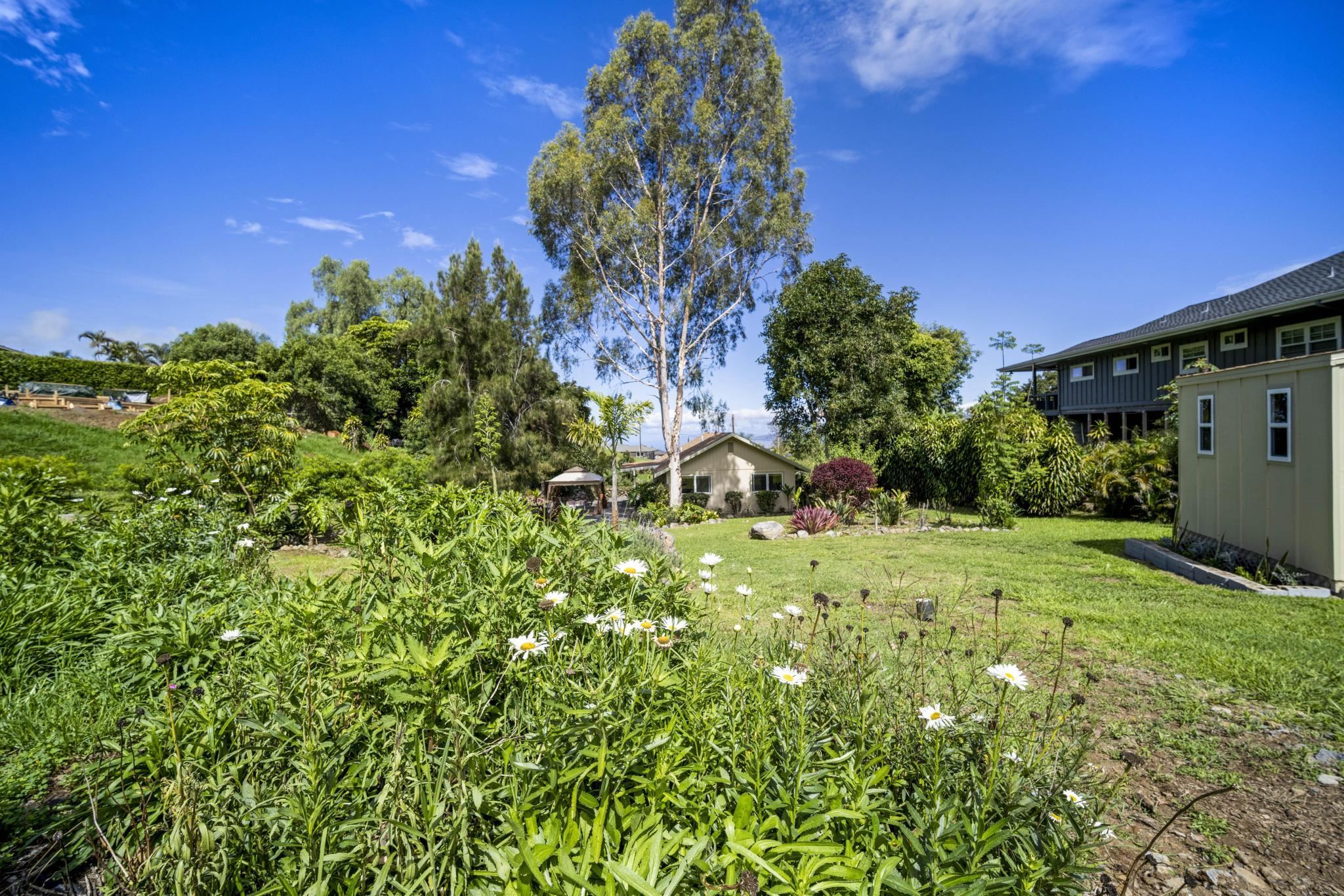 75 Ainakula Road, Unit A Kula, HI 96790 - Photo 31 of 45 a view of a garden