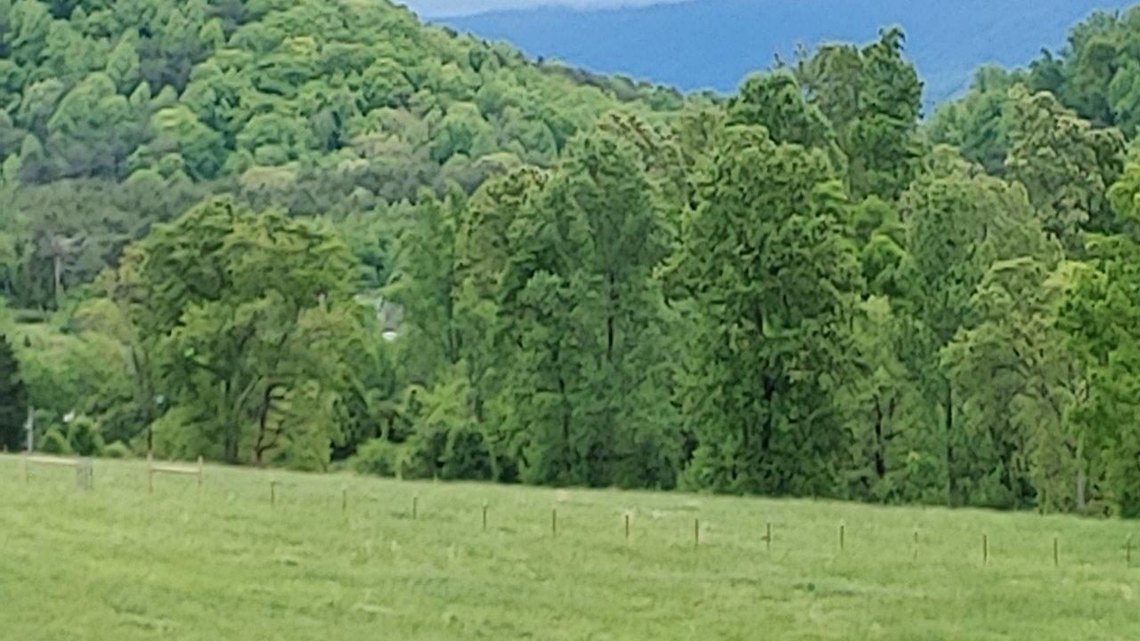 161 Everhart Road Tellico Plains, TN 37385 - Photo 3 of 7 20200430_133911