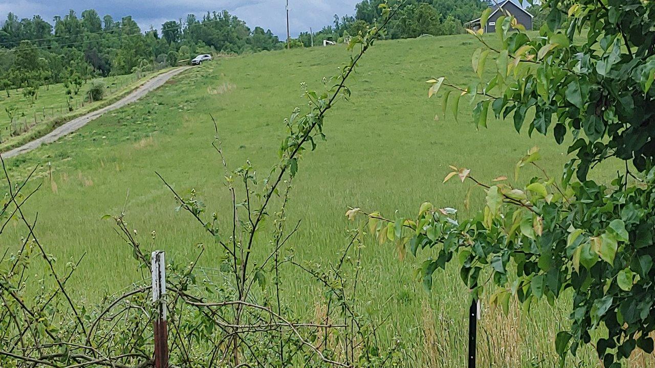 161 Everhart Road Tellico Plains, TN 37385 - Photo 5 of 7 20200430_133313