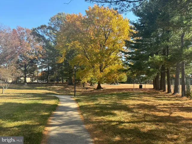 a view of a park with large trees