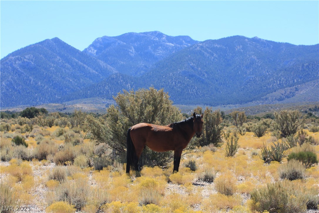 34 Cedar Road Cold Creek, NV 89124 - Photo 16 of 50 Gallery Image 16