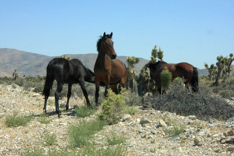 34 Cedar Road Cold Creek, NV 89124 - Photo 39 of 50 Gallery Image 39