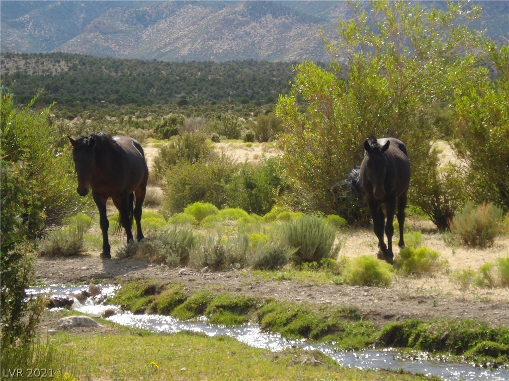 34 Cedar Road Cold Creek, NV 89124 - Photo 40 of 50 Gallery Image 40