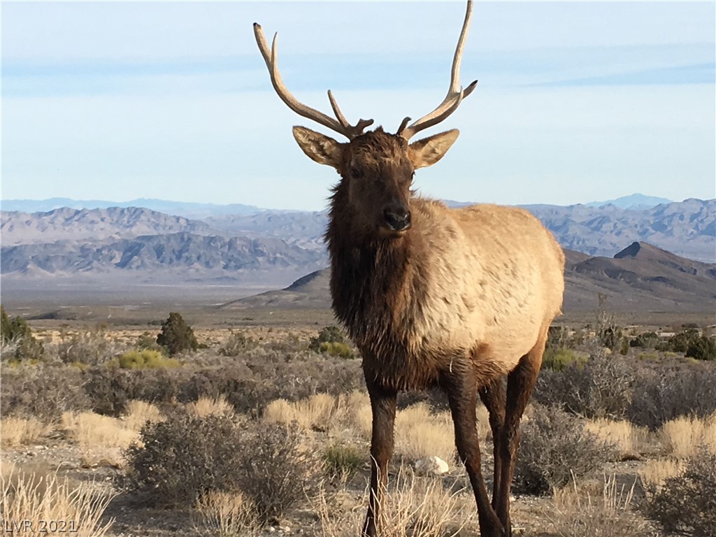 34 Cedar Road Cold Creek, NV 89124 - Photo 45 of 50 Gallery Image 45