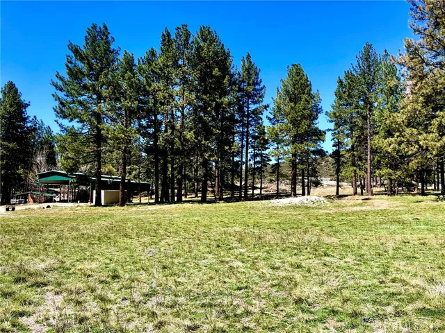 a view of a trees in a yard with trees