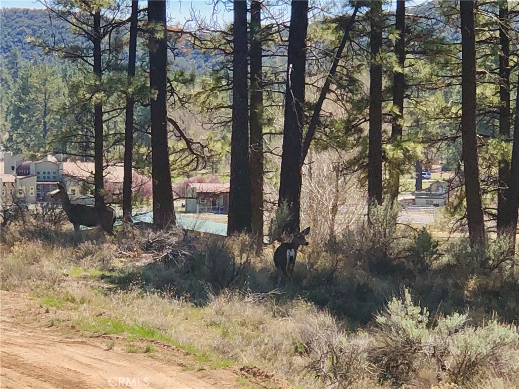 0 Butterfly Peak Road Mountain Center, CA 92561 - Photo 6 of 21