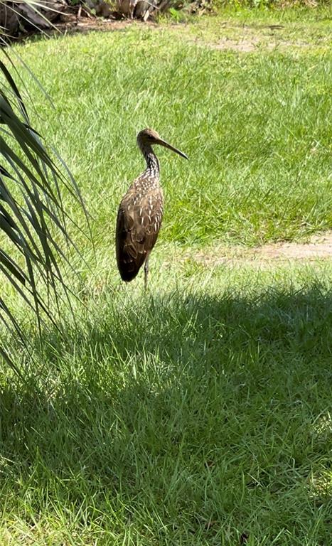5915 Ave F McIntosh, FL 32664 - Photo 51 of 52 a backyard of a house with lots of green space and garden
