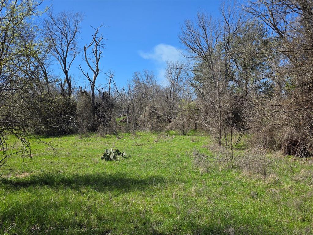 309 Highway 36 Gustine, TX 76455 - Photo 34 of 36 a big yard with lots of green space and plants