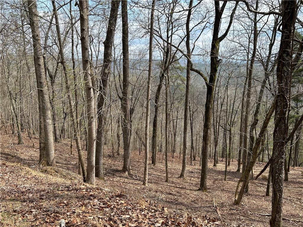 803 Greenwood Circle Ranger, GA 30734 - Photo 6 of 13 a backyard of a house with lots of trees
