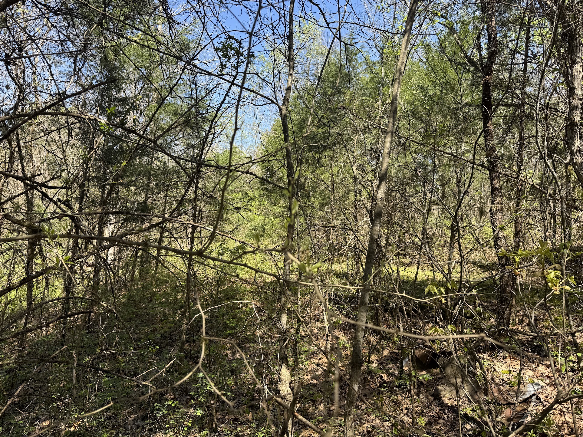 0 Curtis Road Watertown, TN 37184 - Photo 8 of 10 a view of a yard