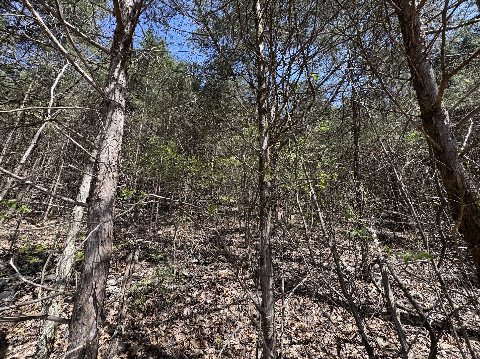 0 Curtis Road Watertown, TN 37184 - Photo 10 of 10 a view of a yard with a tree