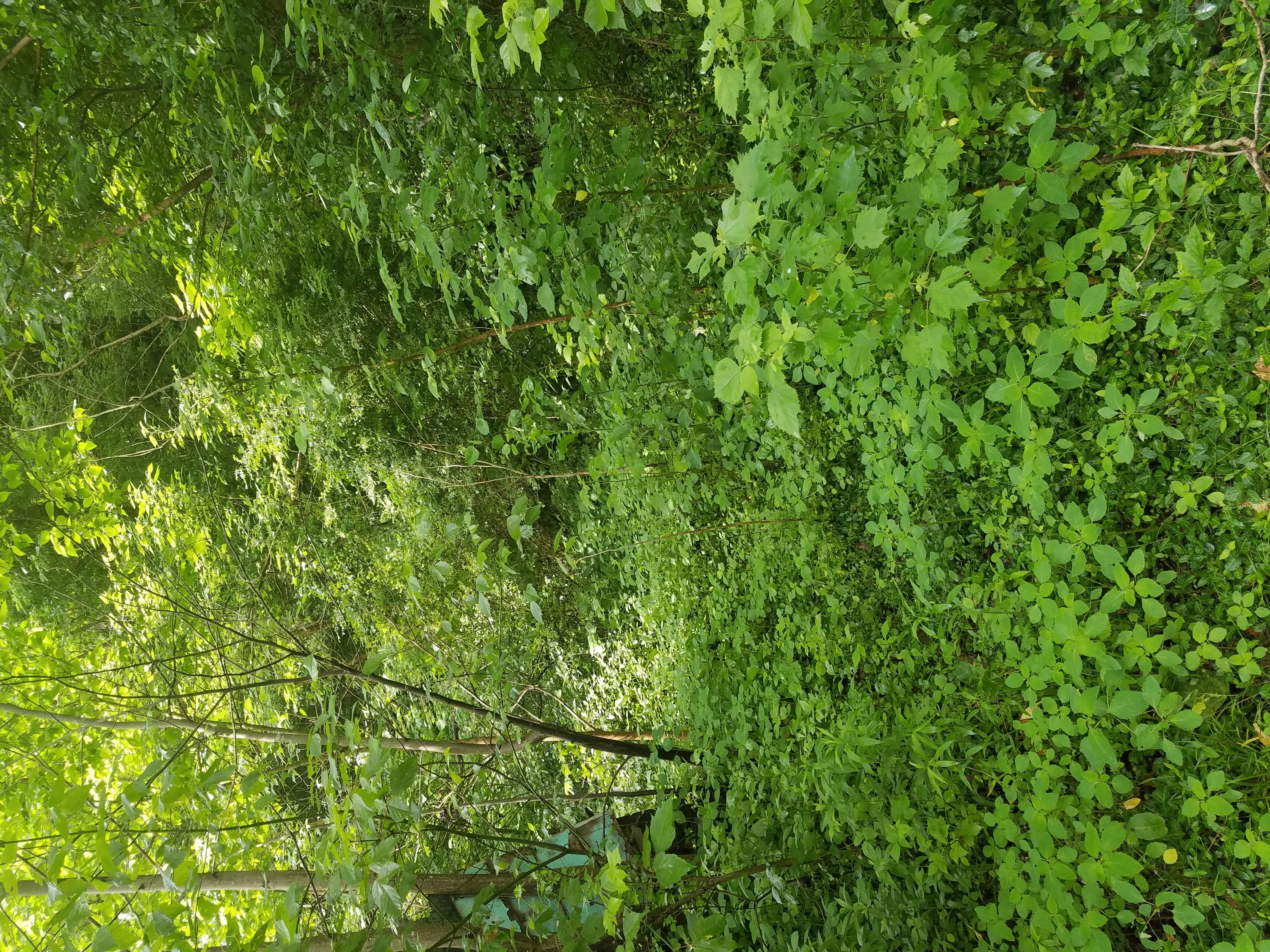 398 Dividing Ridge Road Speedwell, TN 37870 - Photo 1 of 2 20180531_110709