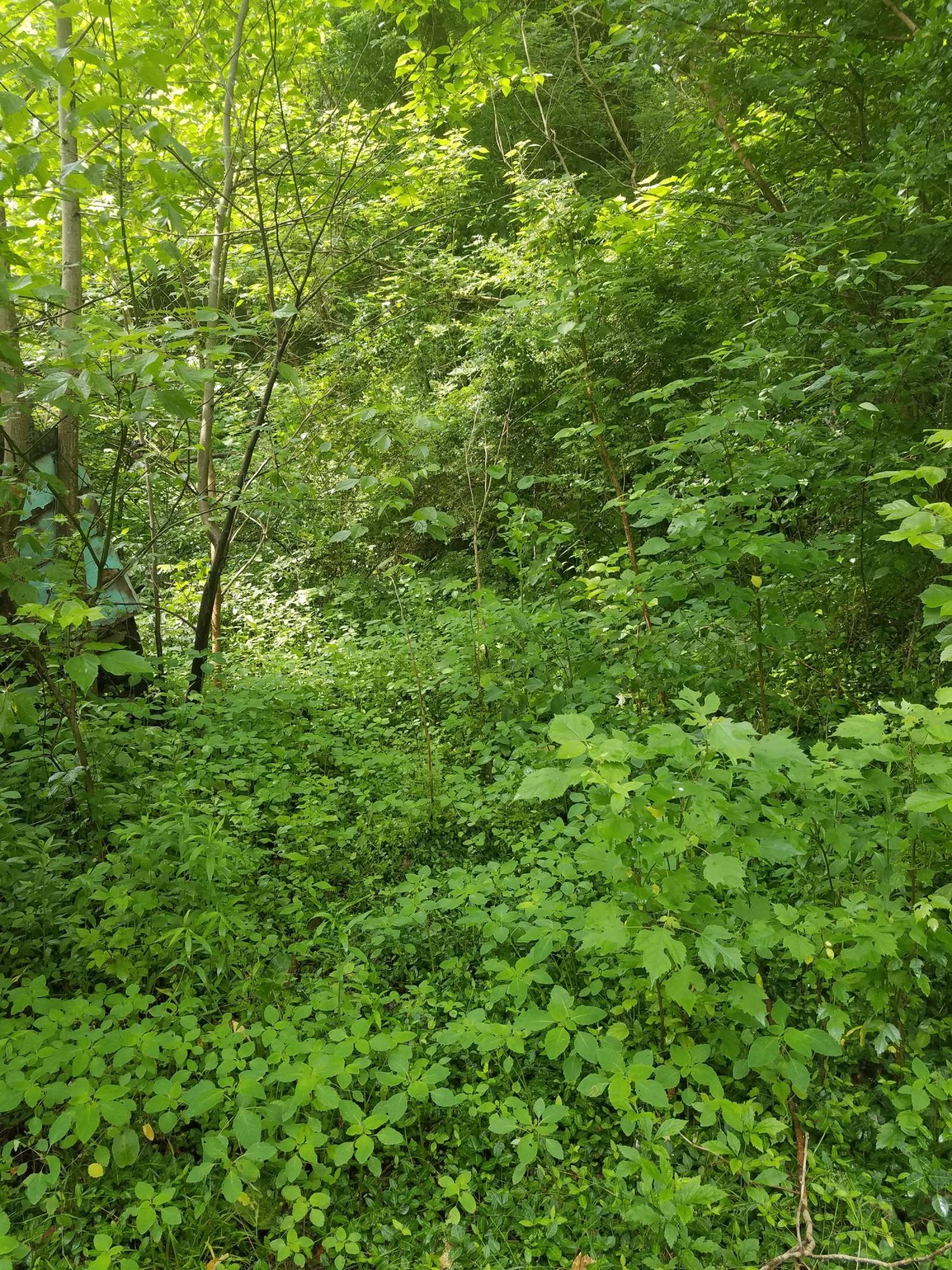 398 Dividing Ridge Road Speedwell, TN 37870 - Photo 2 of 2 20180531_110709
