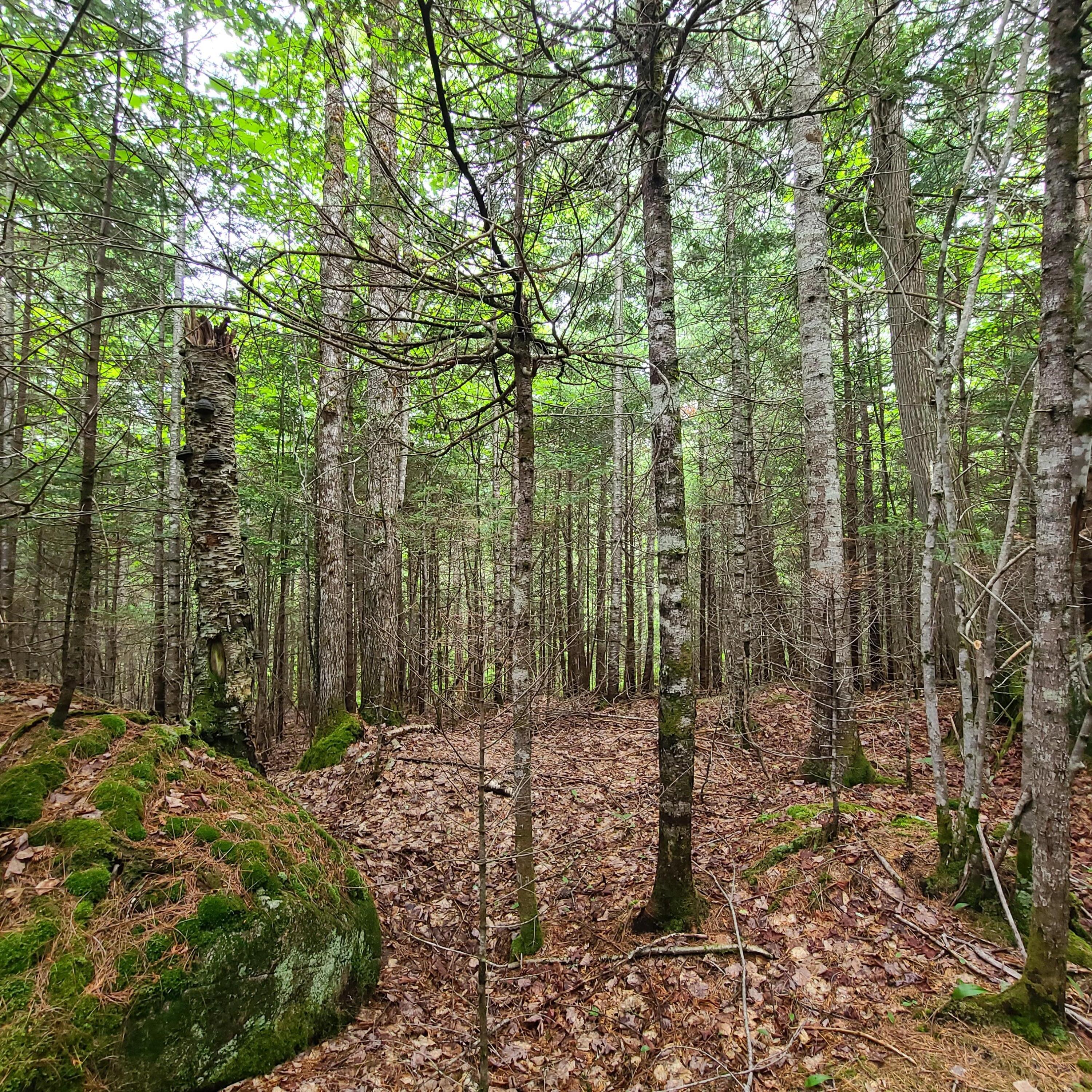 Lot 50 Map 14) Andover, ME 04216 - Photo 9 of 19