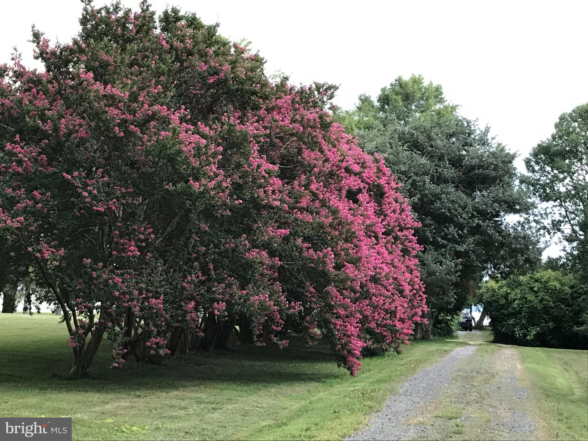 14078 River Road Newburg, MD 20664 - Photo 45 of 58 Driveway lined with stunning Crepe Myrtles